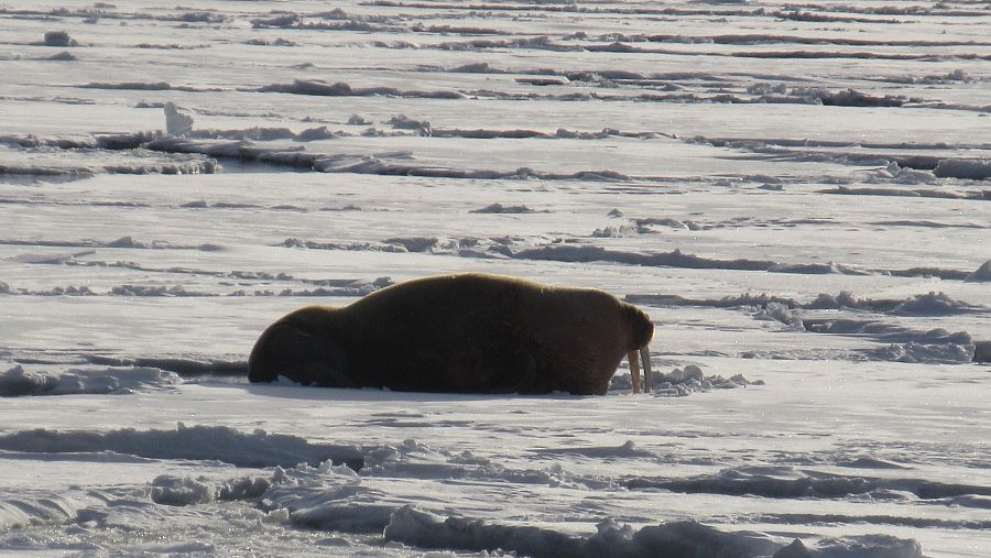 Morsa Svalbard