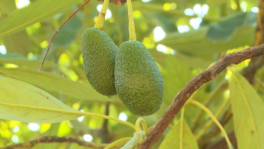 El cultivo tradicional de huerta y cítricos se ha sustituído por el subtropical de aguacate