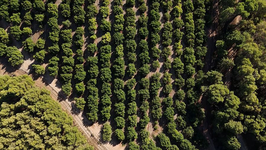 Hay unas 250 hectáreas censadas de aguacate, con un consumo de 7 millones de litros anuales por ha