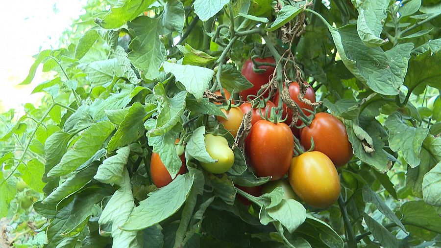 Coín, conocida como la huerta de Málaga, tiene el tomate Huevo de Toro como emblema