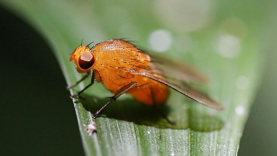 Crean un ‘Google Maps’ del cerebro de la mosca de la fruta