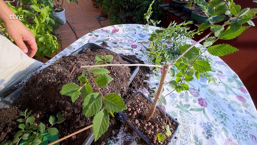 Ignasi Guío mostrant el resultat del bonsai sense la part aèria.