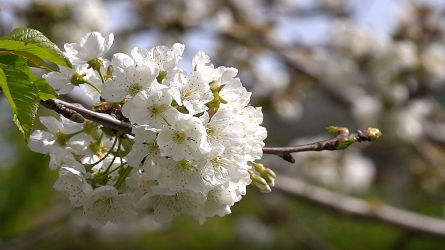 Un trozo de Japón en Málaga