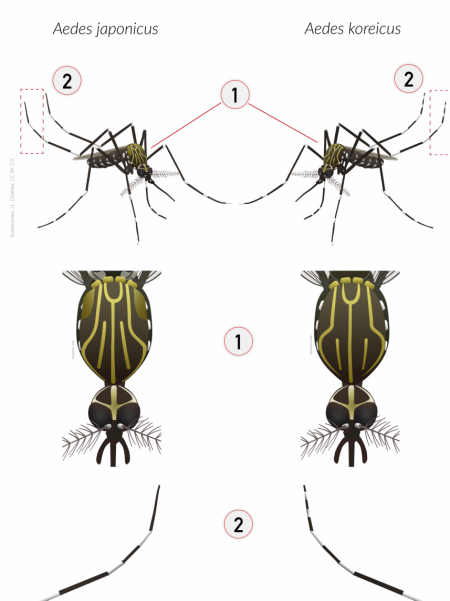 Japonicus vs Koreicus