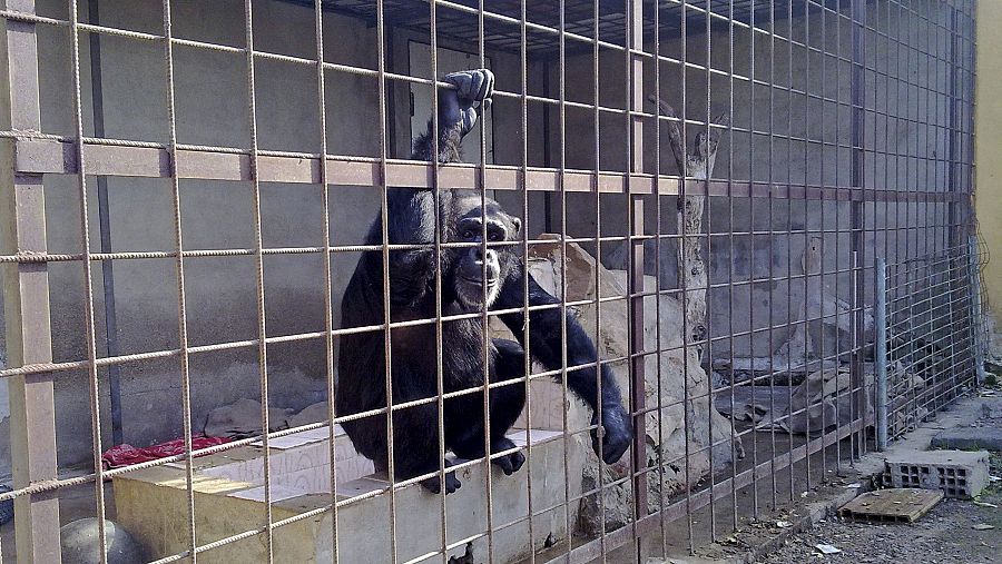 Chimpancé rescatado de un domicilio particular.