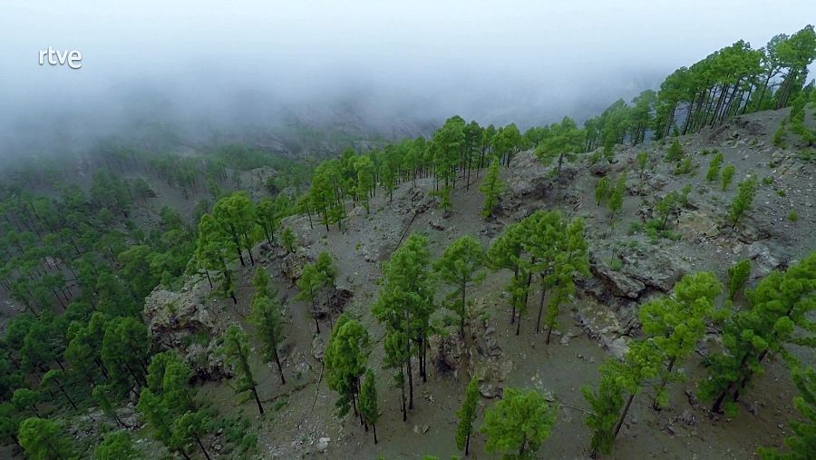 La supervivència vegetal als processos volcànics 