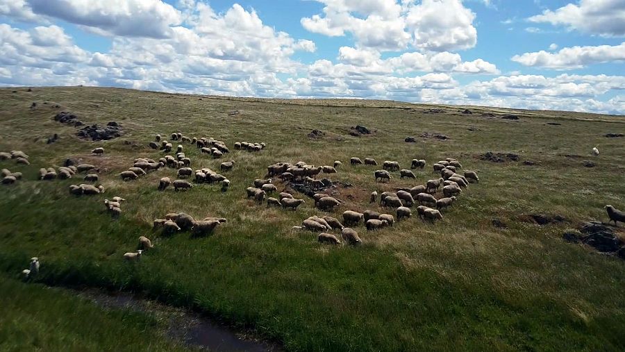 Ganado en la pseudoestepa de Los Llanos de Cáceres y Sierra de Fuentes