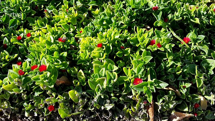 Mesembryanthemum cordifolium