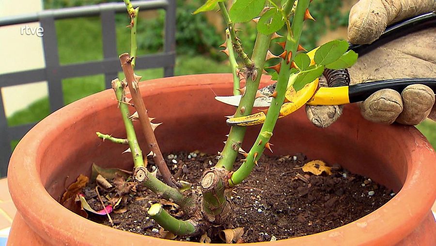 Poda de fructificació i floració 