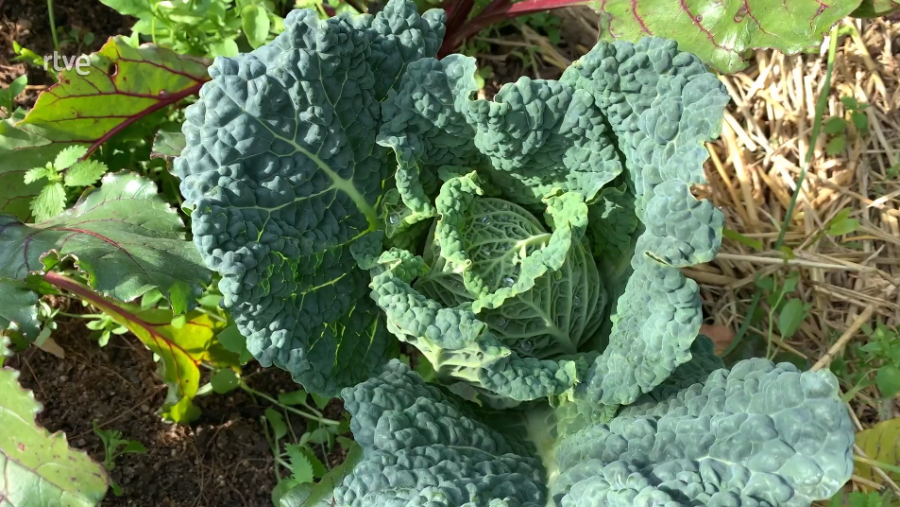 Col rizada con hojas verde oscuro y textura rugosa en un huerto.