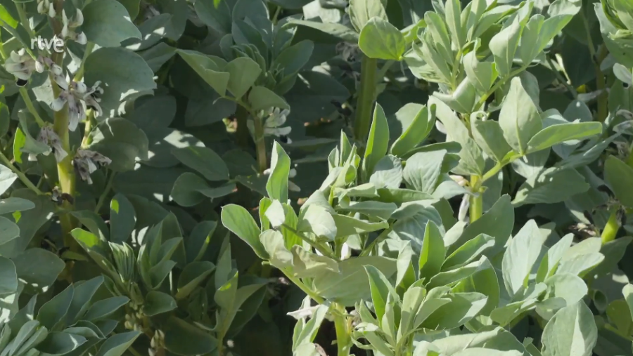 Imagen de plantas de habas con hojas verdes y algunas flores blancas.
