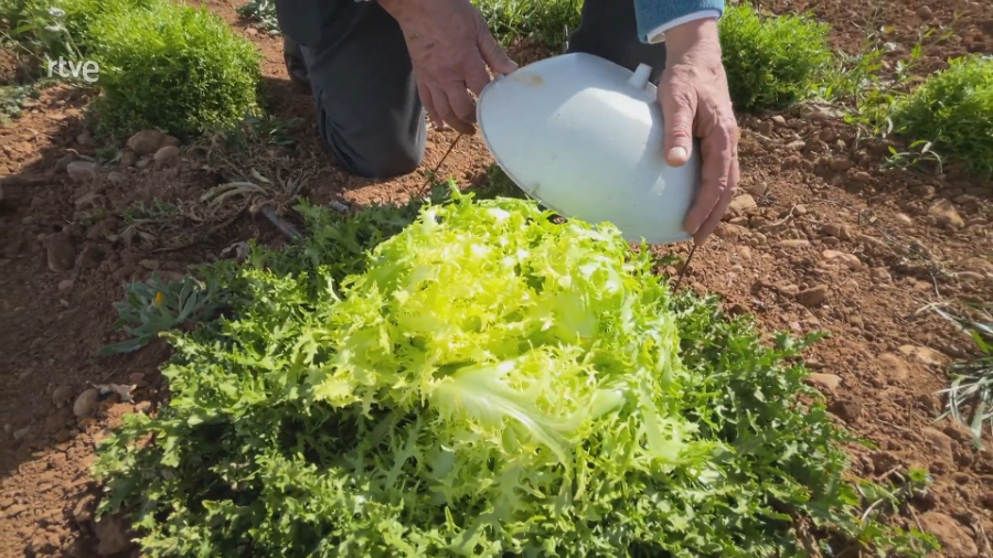Agricultor protegiendo una escarola con un plato en un campo de cultivo.
