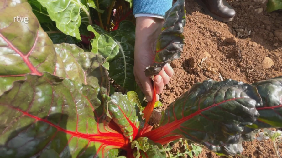 Mano sujetando una acelga con hojas verdes y tallos rojos en un huerto.