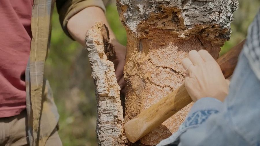 D’on surt el suro? Així és com s’extrau dels arbres