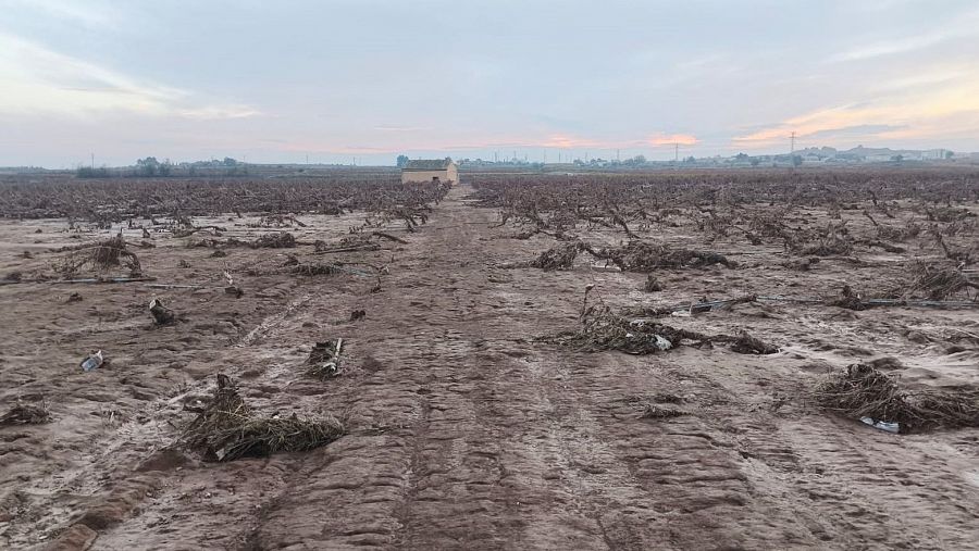 Los viñedos de Fernando López en Requena, Valencia, destruidos por la DANA