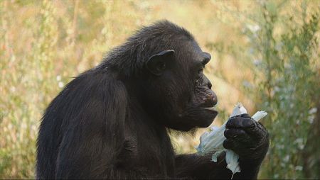 Chimpancé comiendo algo blanco en un entorno natural.