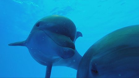 Dos delfines nadan juntos en aguas cristalinas de color azul.