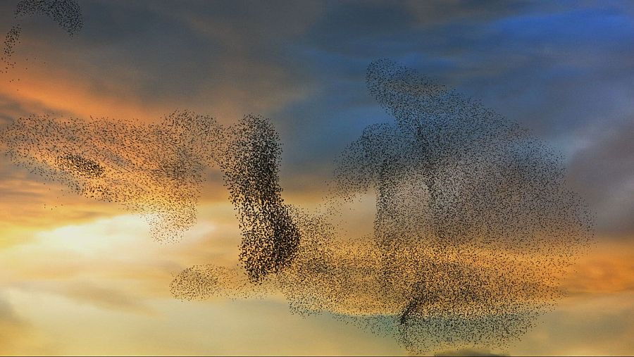 Miles de estorninos vuelan juntos al atardecer, creando formas cambiantes contra un cielo anaranjado.