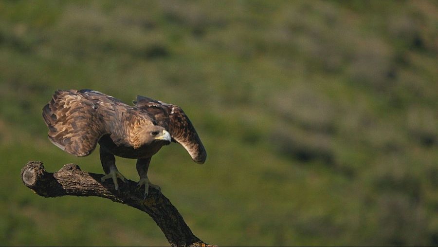Águila real a punto de despegar desde una rama, con las alas desplegadas.