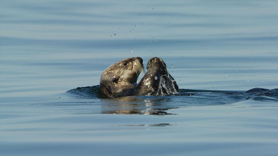 Nutria marina flotando sobre su espalda y jugando con sus patas en aguas tranquilas.