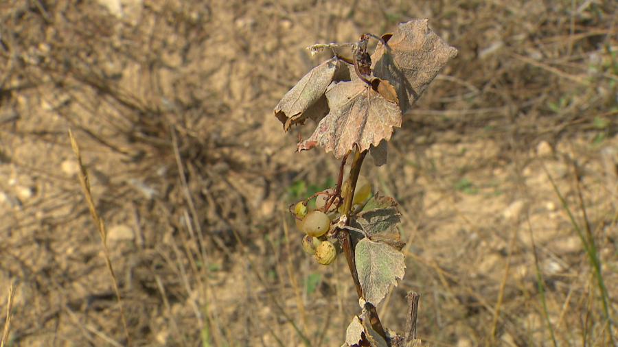 Vid con hojas secas y uvas pequeñas debido a la sequía.