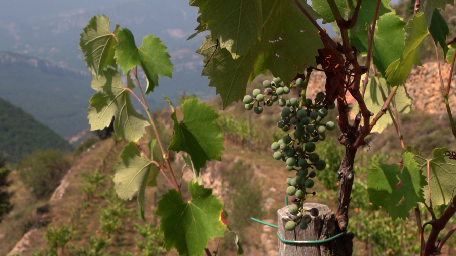 Racimo de uvas verdes en una viña de montaña.