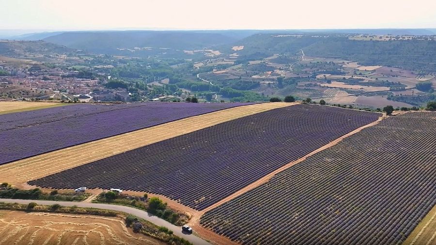 Campos de lavanda en flor con un pueblo al fondo y un paisaje montañoso.