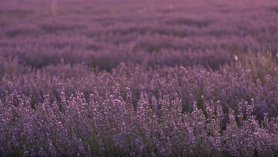 Impresionante vista de los campos de lavanda en flor en Brihuega.