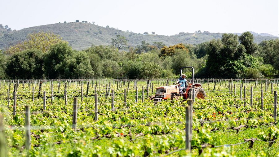 La bodega de Quinta da Tor