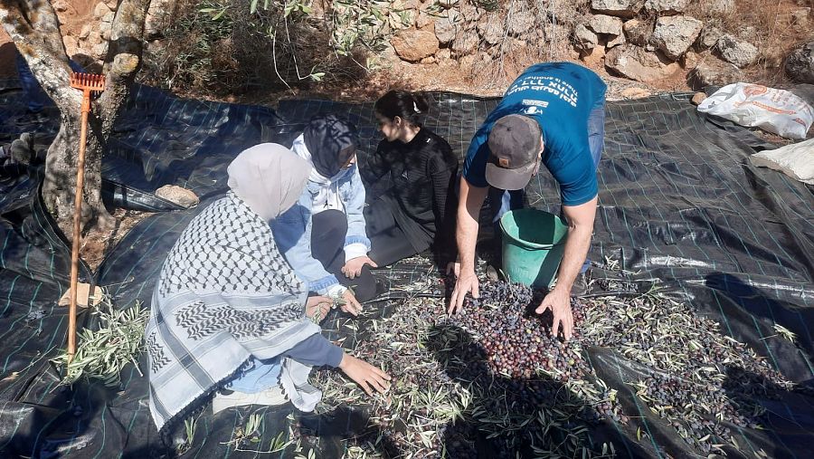 Personas palestinas trabjan en el campo recogiendo aceitunas