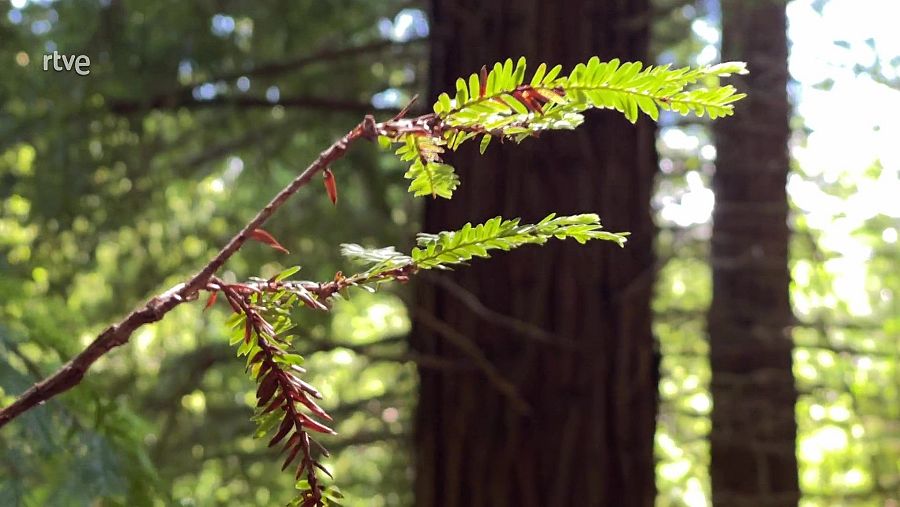 Brotes verdes en una rama con el tronco de un árbol al fondo en un bosque.