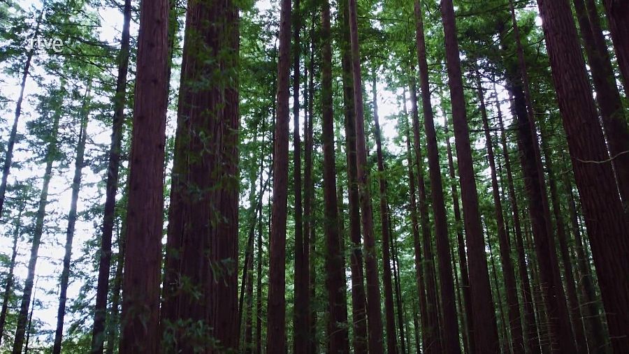 Bosque de secuoyas con altos troncos rojizos y frondosas copas verdes.