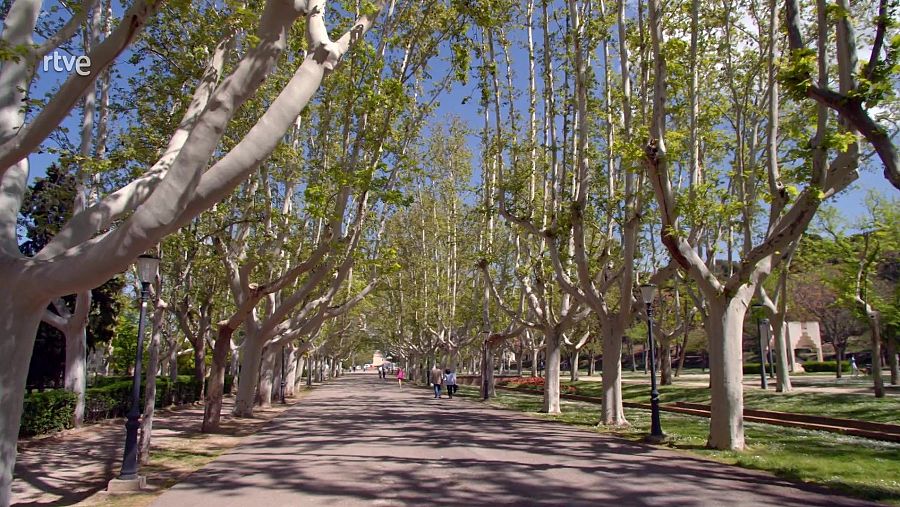 Paseo arbolado con gente caminando por un sendero bajo la sombra de árboles de tronco blanco y hojas verdes.