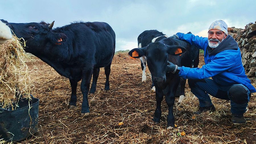 Ganadero de El Hierro acaricia una ternera negra. Tres vacas, dos negras y una con manchas blancas, pastan en un campo.  Cielo nublado.