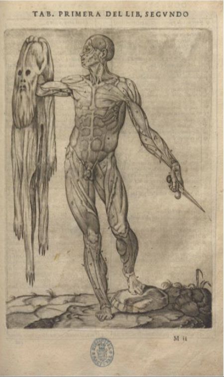 Grabado anatómico de un hombre desollado, sosteniendo su piel y un instrumento. Inscripciones: 