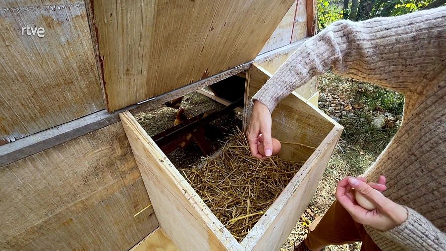 chicken tractor