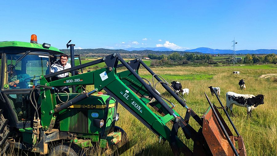 Trabajo con las vacas en Carcaboso