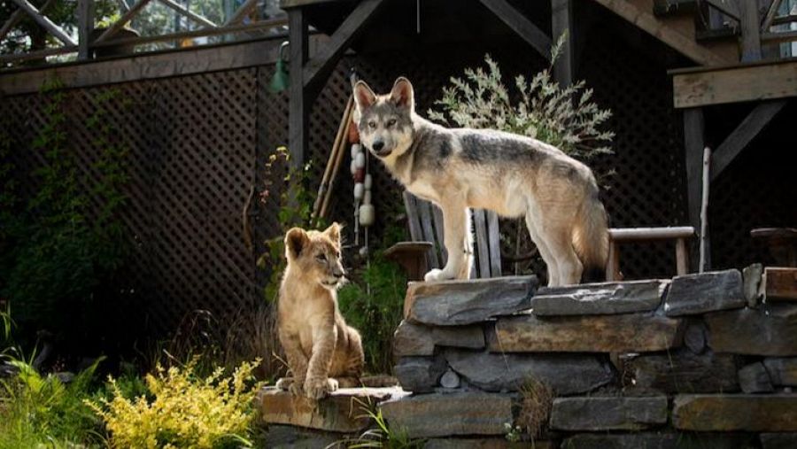 El lobo y el león, curiosidades de la película de De Maistre