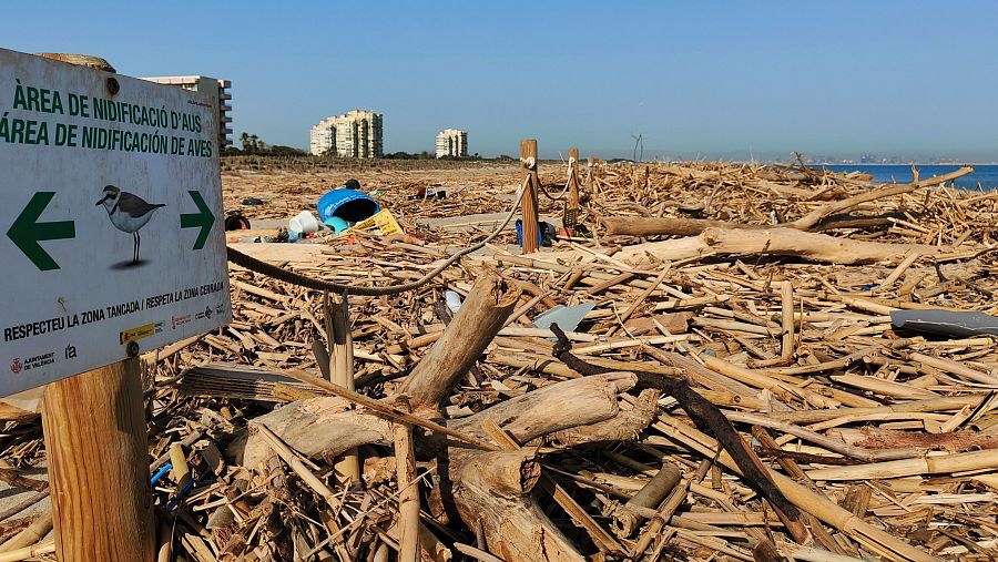 Residuos, mayormente ramas y madera, ensucian una playa en un área de nidificación de aves.