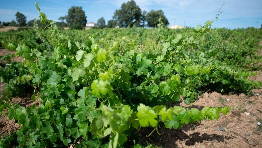 Viñedo con vides verdes y saludables, suelo marrón claro y árboles al fondo. Cielo azul claro.  Tranquilidad campestre.