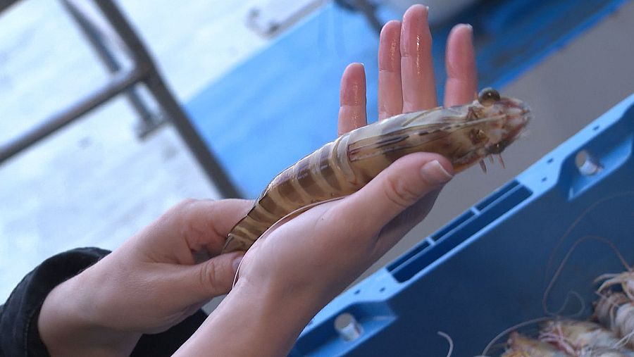 Detalle de un langostino con cola amarilla y marrón, largos bigotes y cáscara visible, sostenido sobre una caja azul.