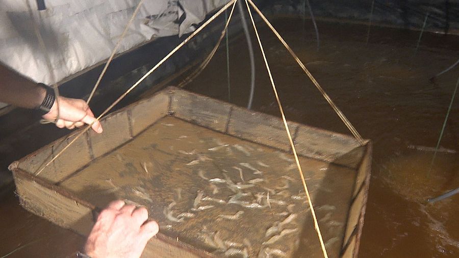 Recolección de langostinos de un tanque de cultivo con una cesta de red.  Muestra de langostinos pequeños.