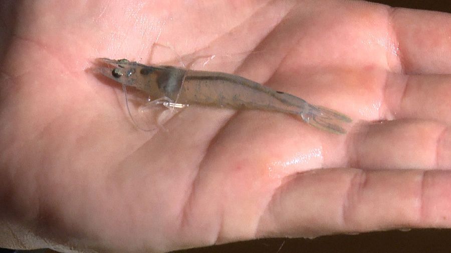 Gamba translúcida, probablemente una cría, en una mano.  Detalles anatómicos internos visibles.  Contexto: cría en cautividad.