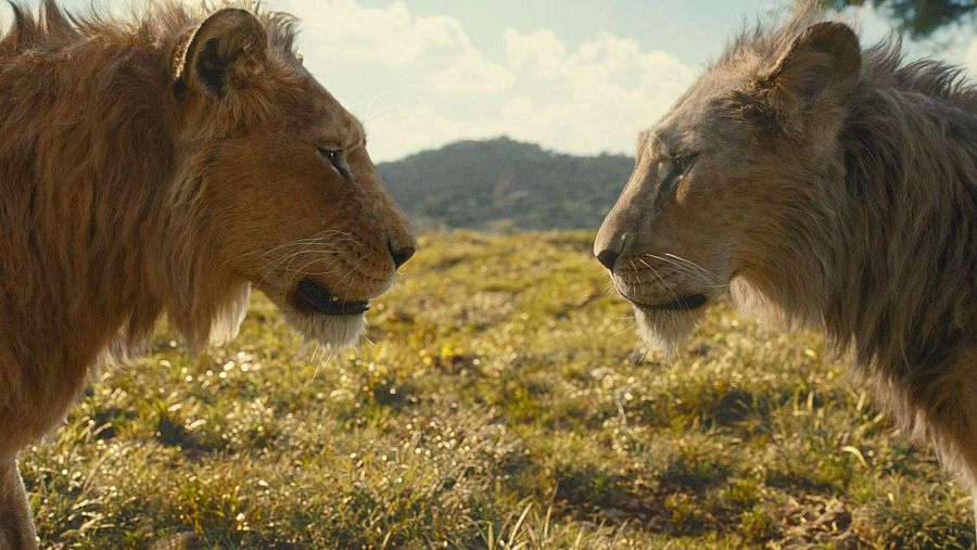 Dos leones con pelajes distintos se miran fijamente en un pastizal verde y húmedo, con colinas áridas al fondo bajo un cielo parcialmente soleado.