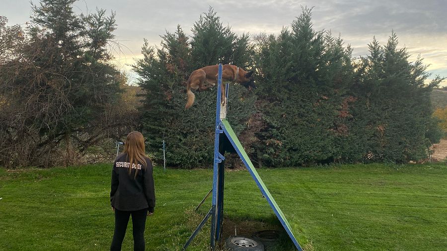 Entrenamiento canino: mujer con chaqueta 'SECURITY DOGS' observa a su perro saltar un obstáculo metálico azul con rampa y neumático.