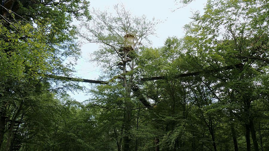 Casa en el árbol con pasarelas ramificadas entre árboles de follaje verde denso.  Estructura de madera en un bosque.