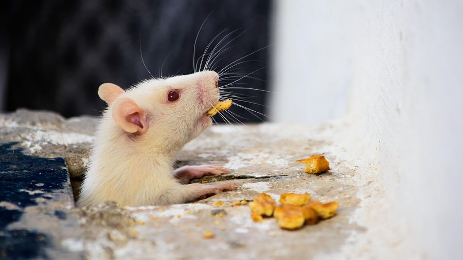 Identifican las neuronas responsables de la saciedad