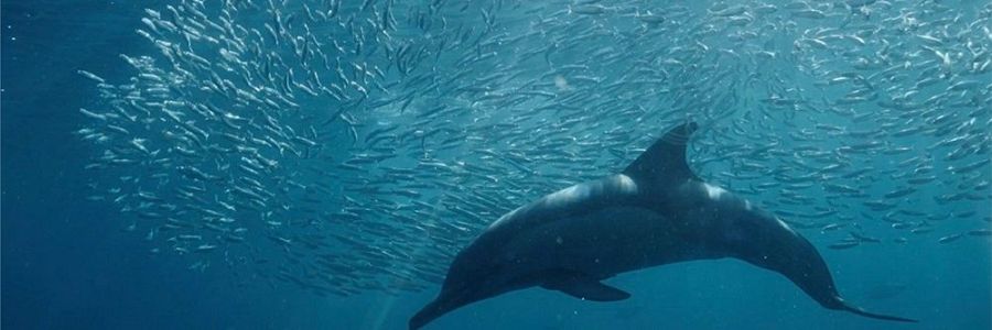 Delfín ascendiendo bajo denso banco de sardinas en aguas azules.  Imagen submarina con gran contraste entre el delfín oscuro y las sardinas plateadas.