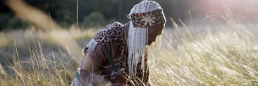 Sanadora amaMpondo recolectando hierbas en un campo soleado. Viste ropa con estampado de leopardo y un tocado con cuentas.  Imagen serena que refleja la conexión con la naturaleza.