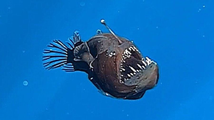 Pez diablo negro en aguas profundas, con antena bioluminiscente y detalles de partículas en el agua.